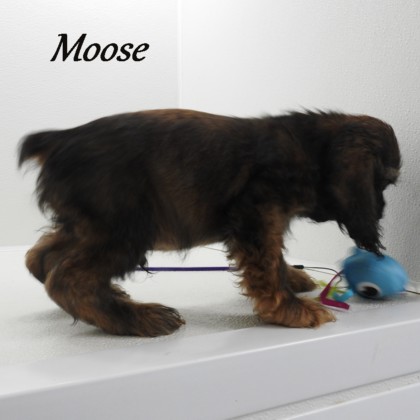 puppy, for, sale, Cocker Spaniel, Joe & Cherri  Overlease, dog, breeder, Miller, MO, dog-breeder, puppy-for-sale, forsale, nearby, find, puppyfind, locator, puppylocator, aca